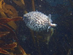 Cyclichthys orbicularis