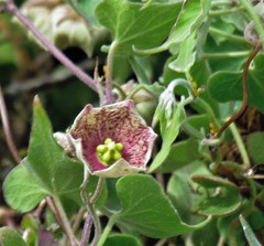 Philibertia gilliesii