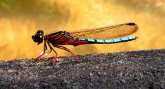 Platycypha caligata caligata