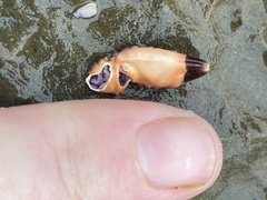 Paraxanthias taylori
