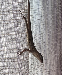 Anolis lineatus