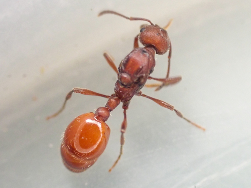Manica invidia