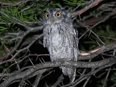 Megascops asio mccallii