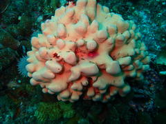 Stylaster nobilis