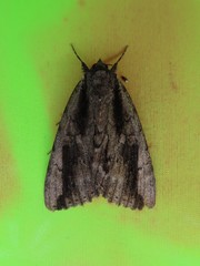 Catocala angusi