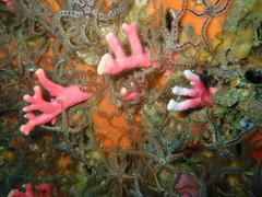 Stylaster nobilis