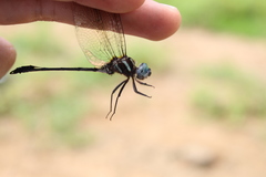 Brechmorhoga praecox