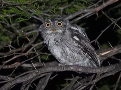 Megascops asio mccallii