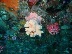 Stylaster nobilis