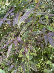 Vaccinium erythrocarpum