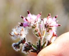 Erica eriocephala