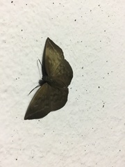 Achlyodes