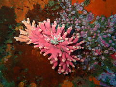 Stylaster nobilis