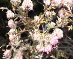 Erica eriocephala