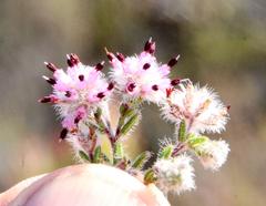 Erica eriocephala