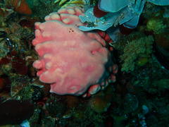 Stylaster nobilis