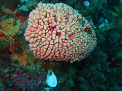 Stylaster nobilis