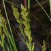 Carex elongata - Photo (c) David GENOUD, μερικά δικαιώματα διατηρούνται (CC BY-NC-SA)