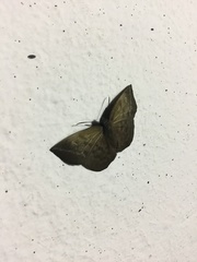 Achlyodes