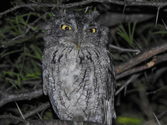 Megascops asio mccallii