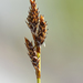 Carex lachenalii - Photo (c) Tab Tannery, μερικά δικαιώματα διατηρούνται (CC BY-NC-SA)