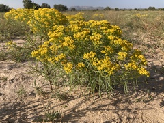 Sartwellia flaveriae