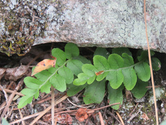 Polypodium hesperium