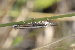 Crambus leachellus