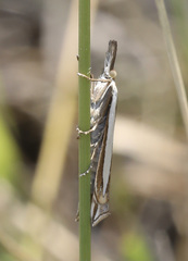 Crambus leachellus