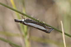Crambus leachellus