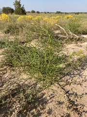 Dicranocarpus parviflorus