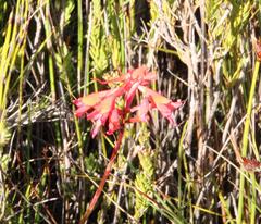 Disa ferruginea