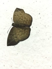 Achlyodes