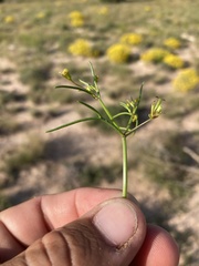 Dicranocarpus parviflorus