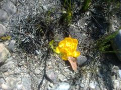 Ceratandra grandiflora