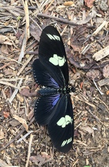 Heliconius doris viridis