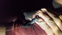 Mastigoproctus giganteus