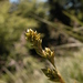 Carex canescens - Photo (c) David GENOUD,  זכויות יוצרים חלקיות (CC BY-NC-SA)
