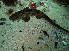 Haploblepharus pictus