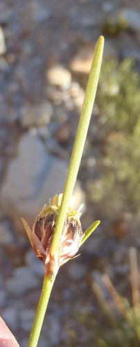 Rock Clubrush (Ficinia petrophila)