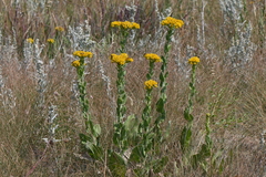 Solidago rigida humilis