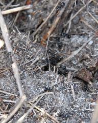 Myrmicaria nigra
