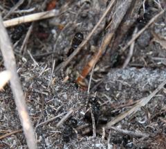 Myrmicaria nigra