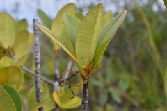 Garcinia amplexicaulis