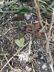 Aspidoscelis laredoensis