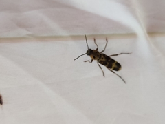 Xylotrechus subscutellatus
