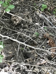 Aspidoscelis laredoensis