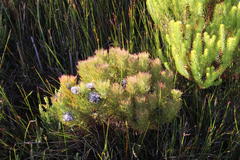 Serruria rostellaris