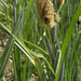 Carex riparia - Photo (c) Bas Kers (NL), algunos derechos reservados (CC BY-NC-SA)