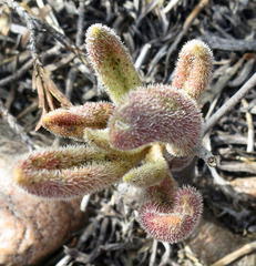 Tylecodon leucothrix